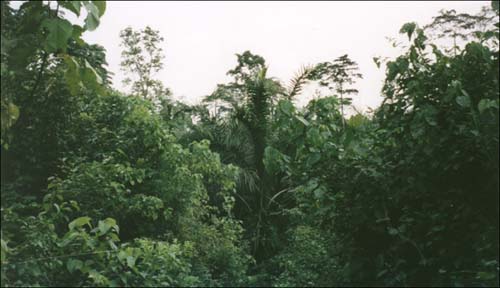 Titelbild (Tropischer Regenwald)